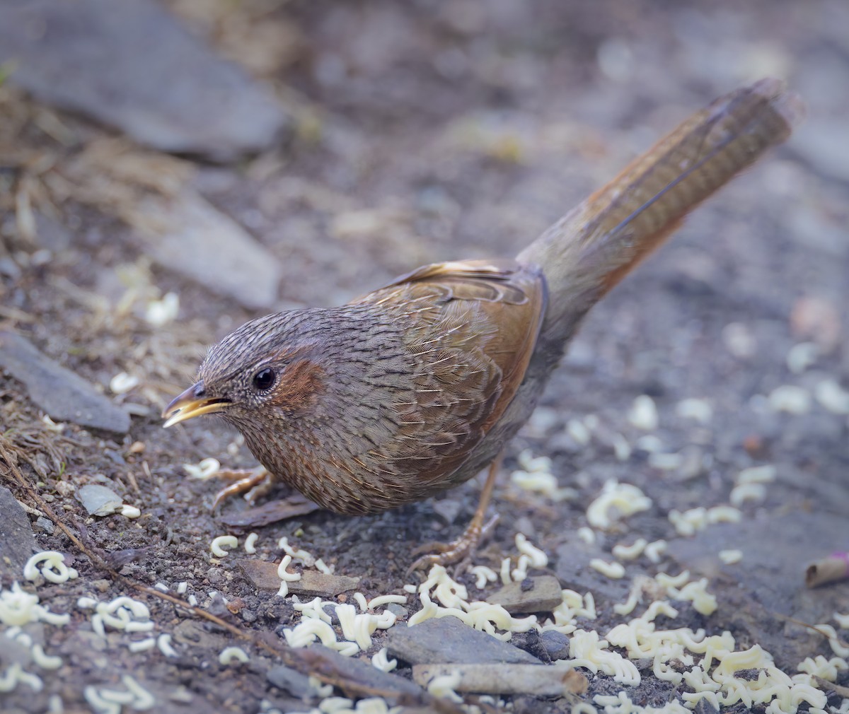 Streaked Laughingthrush - ML659184120