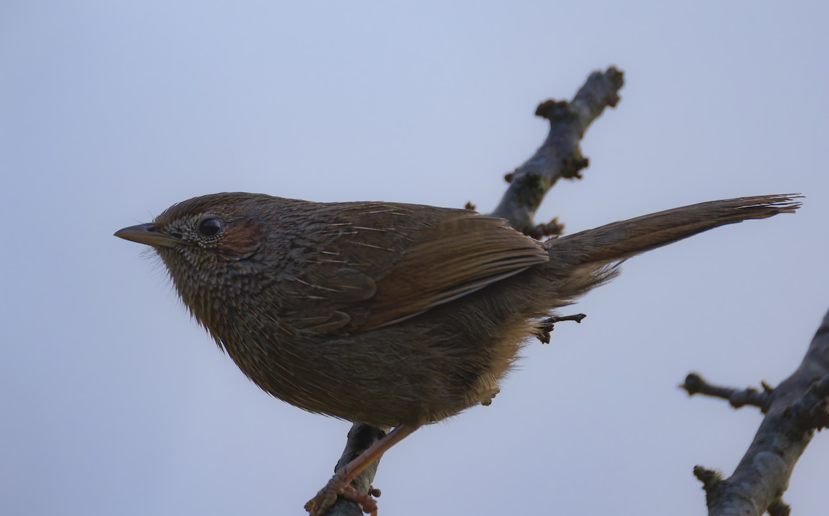 Streaked Laughingthrush - ML659184133