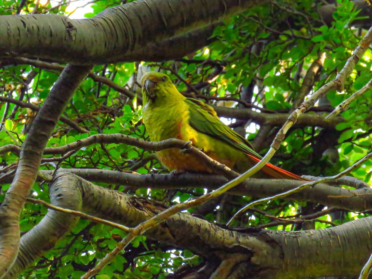 Austral Parakeet - ML659184258