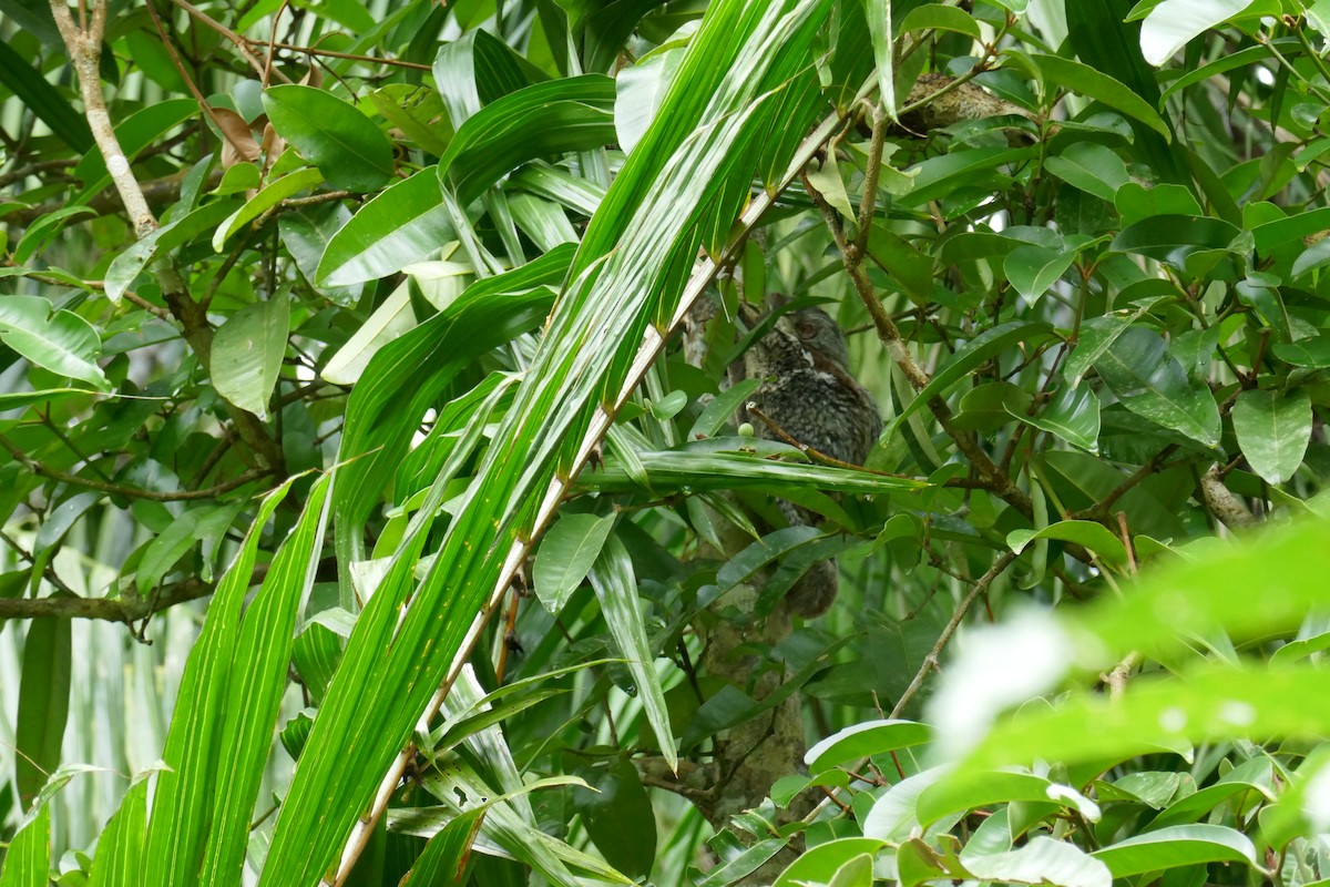 Sunda Colugo - ML659185408
