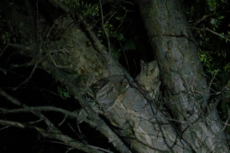 Pallid Scops-Owl - ML659185522
