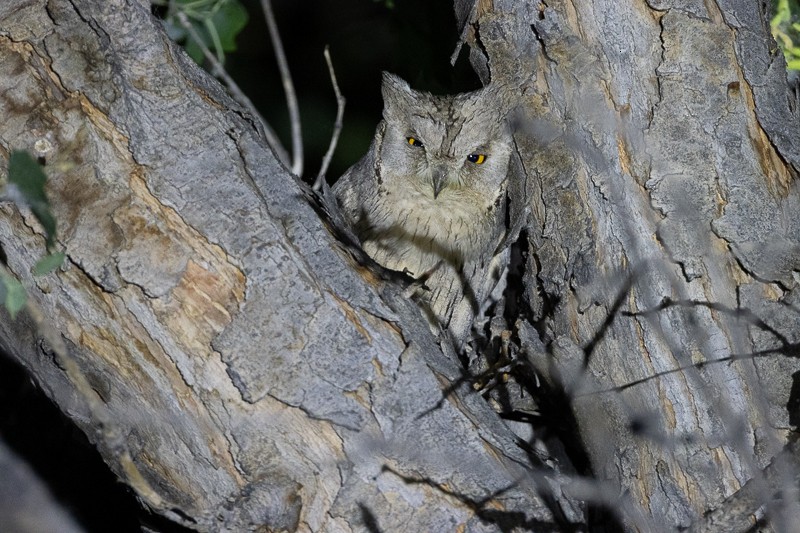 Pallid Scops-Owl - ML659185523