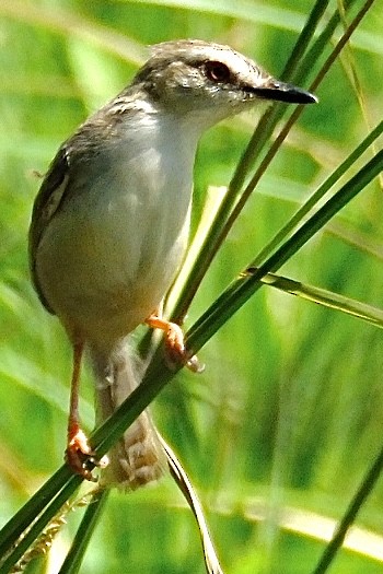 Tawny-flanked Prinia - ML659186933
