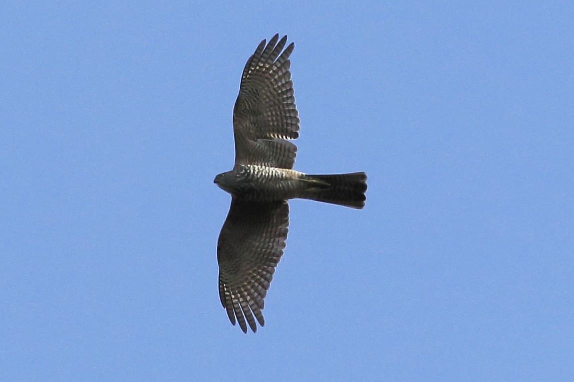 Collared Sparrowhawk - ML65918771
