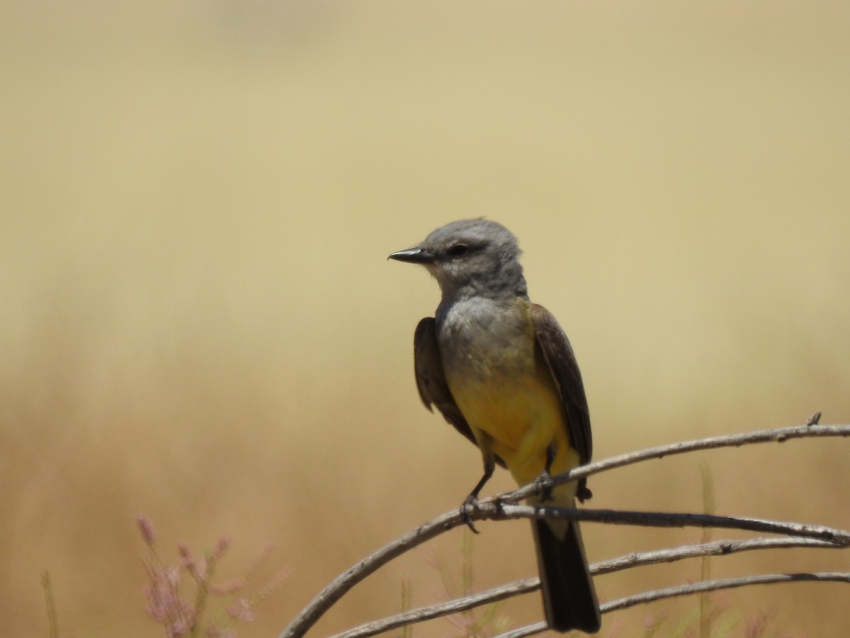 Western Kingbird - ML659188007