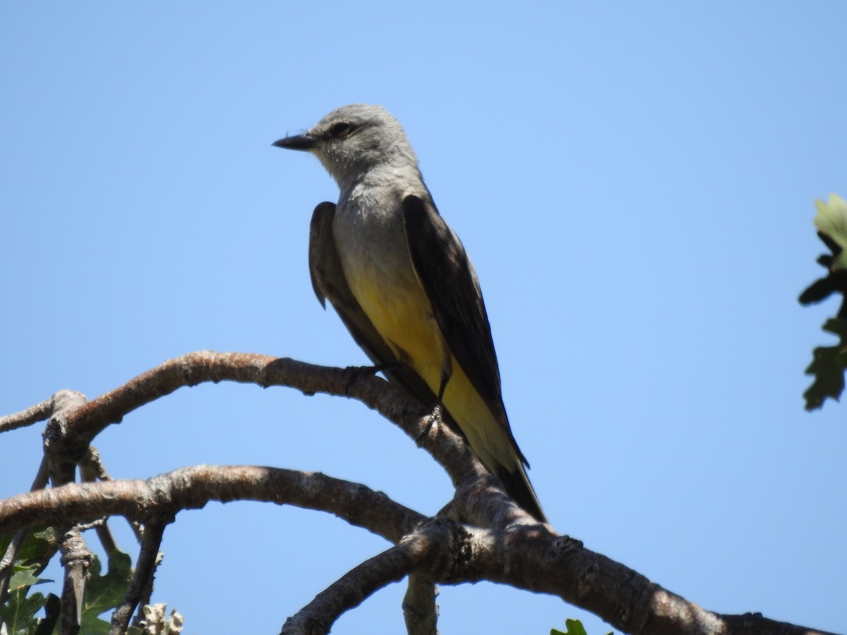 Western Kingbird - ML659188025