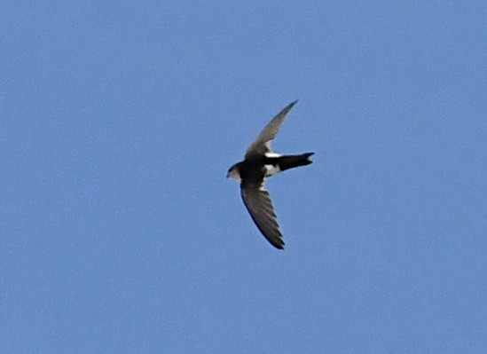 White-throated Swift - ML659188026