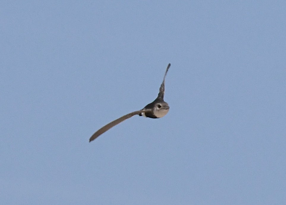 White-throated Swift - ML659188027