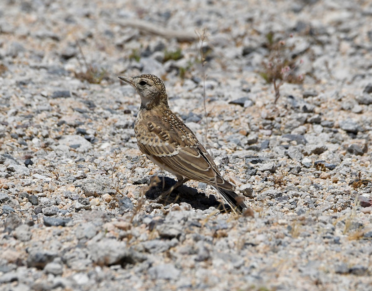 Horned Lark - ML659188042