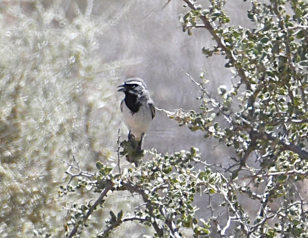 Black-throated Sparrow - ML659188061