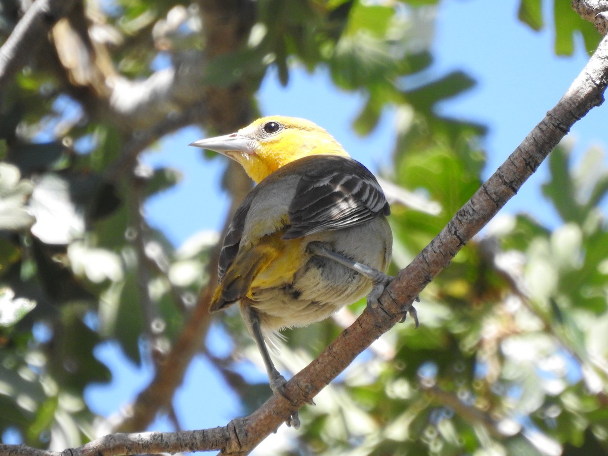 Bullock's Oriole - ML659188078