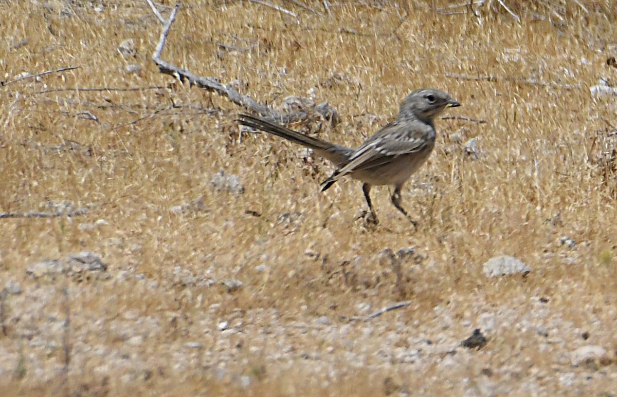 Bell's Sparrow - ML659188080