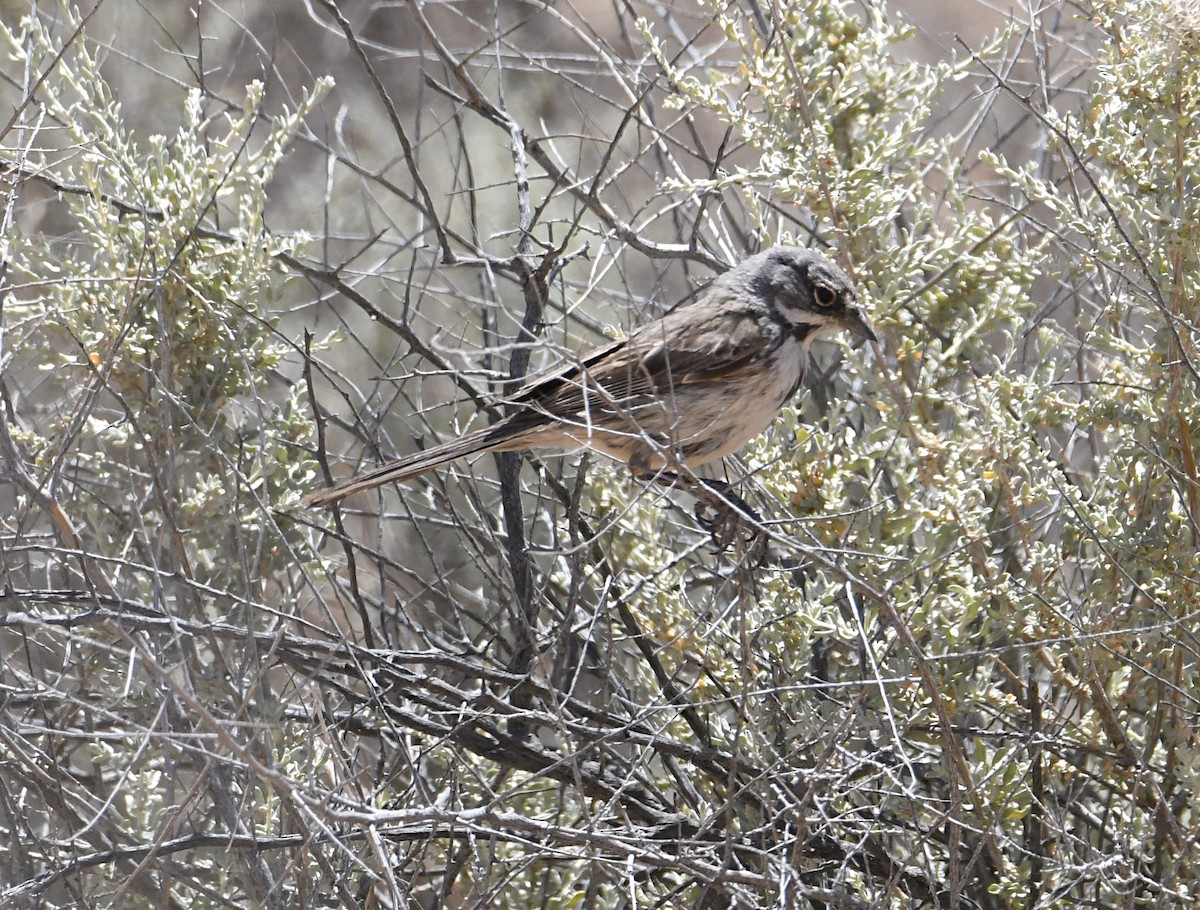 Bell's Sparrow - ML659188081