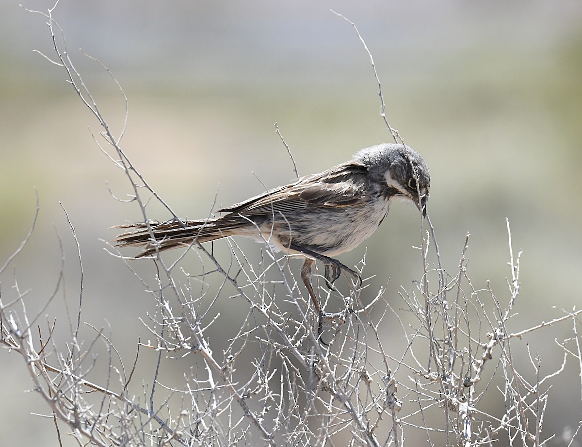 Bell's Sparrow - ML659188082