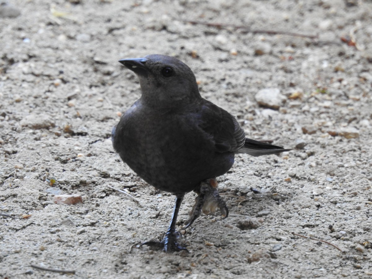 Brewer's Blackbird - ML659188115