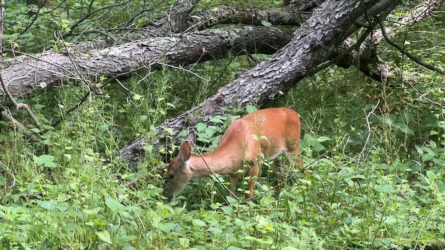 White-tailed Deer - ML659188494