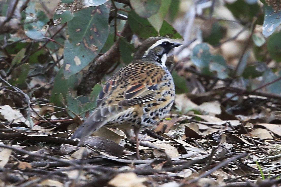 Spotted Quail-thrush - ML65918881