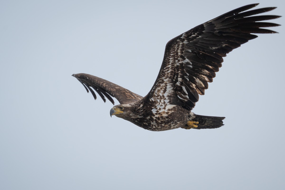 Bald Eagle - ML659189085