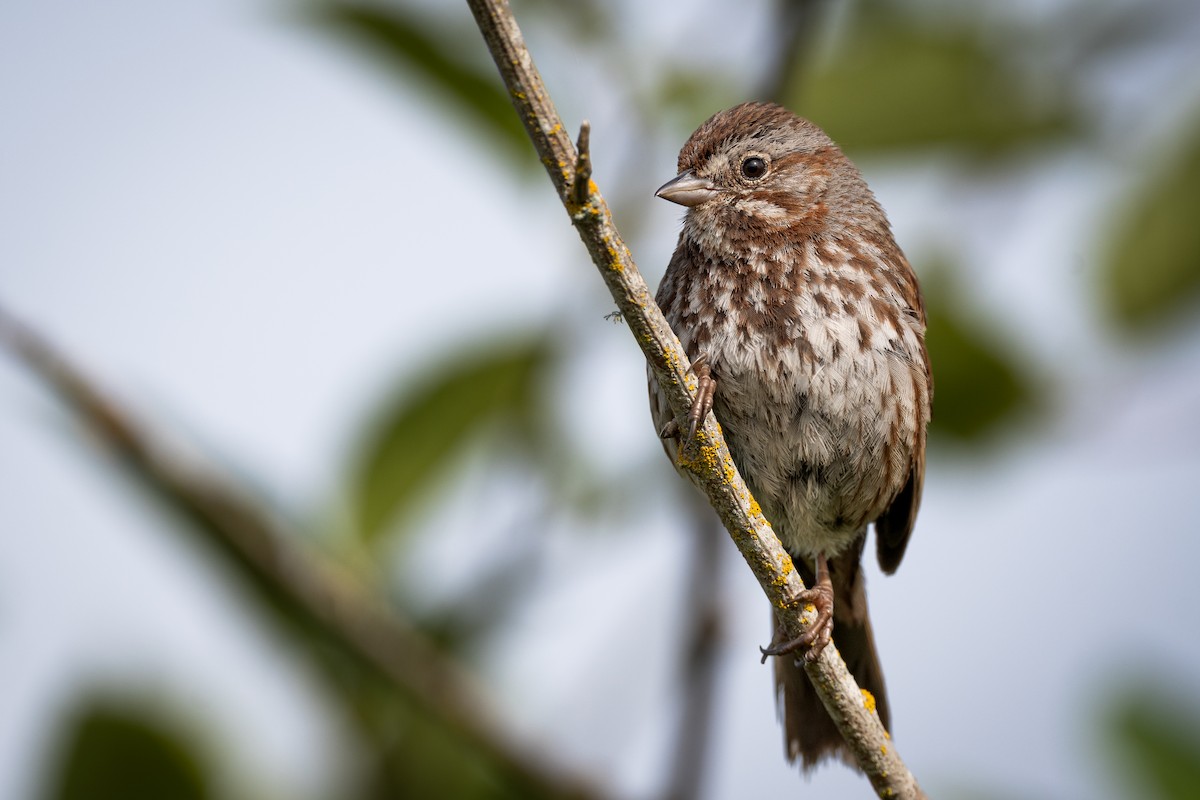 Song Sparrow - ML659189115
