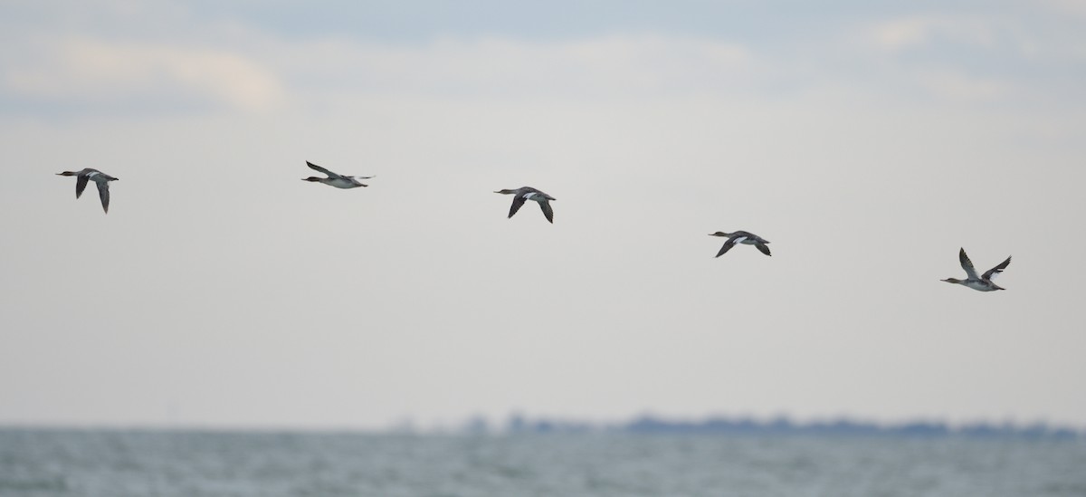 Zerra ertaina - ML659189397