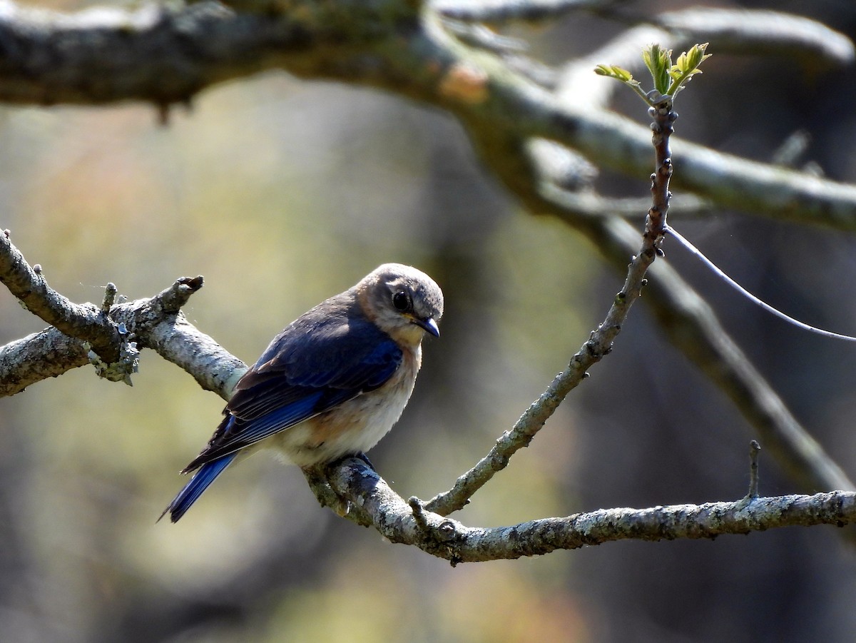 Eastern Bluebird - ML659189424