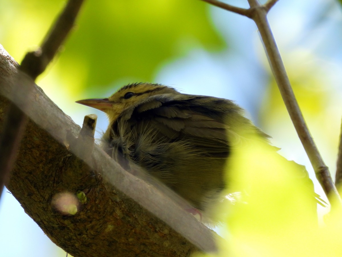 Worm-eating Warbler - ML659189545