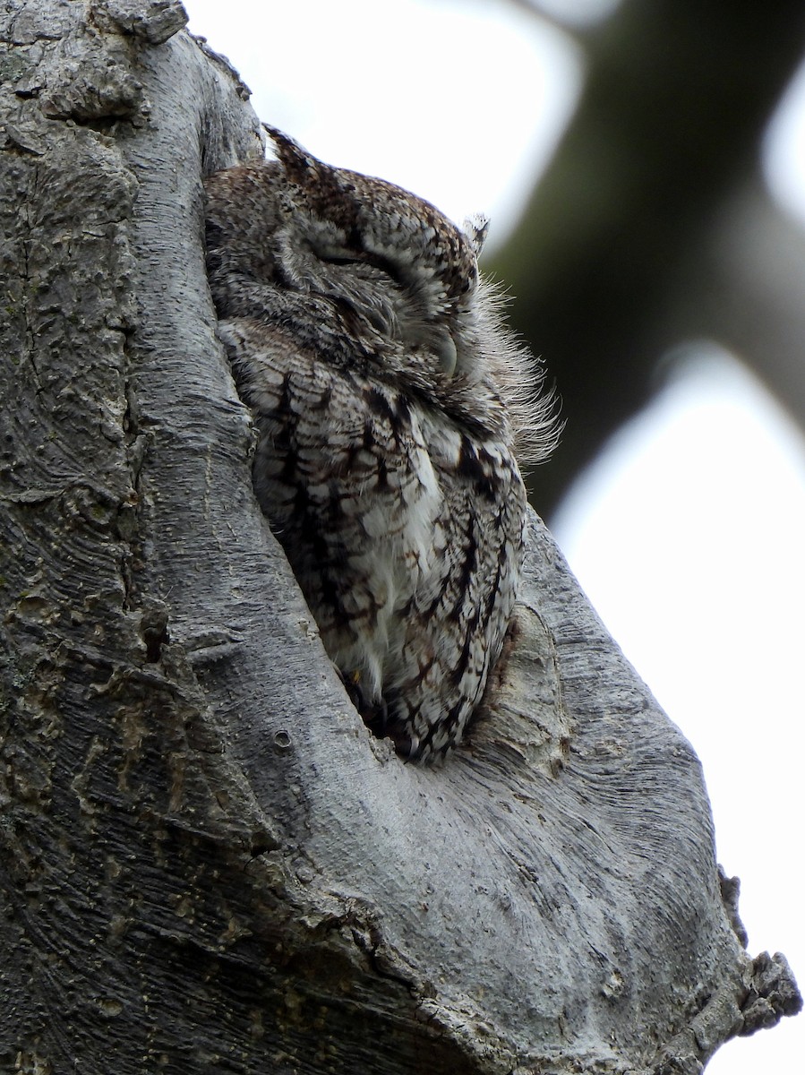 Eastern Screech-Owl - ML659189590