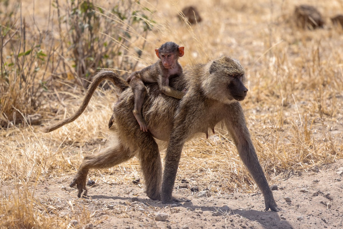Olive Baboon - ML659189706