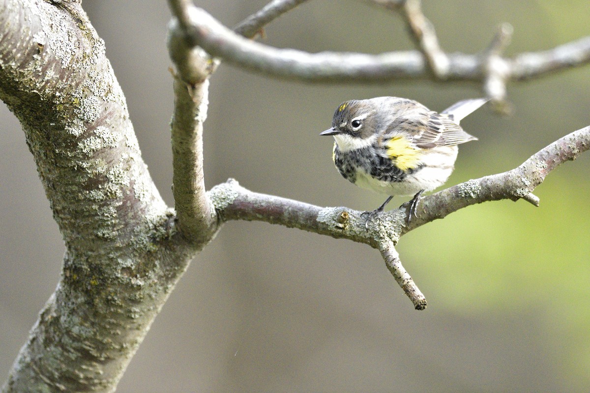 Yellow-rumped Warbler - ML659189715