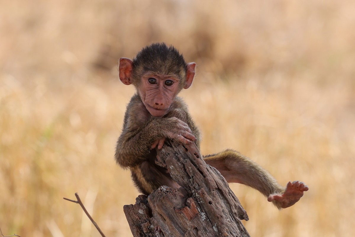 Olive Baboon - ML659190026