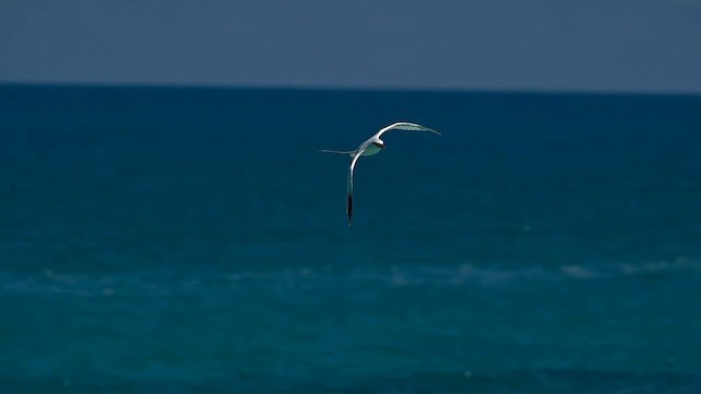 White-tailed Tropicbird - ML659190057