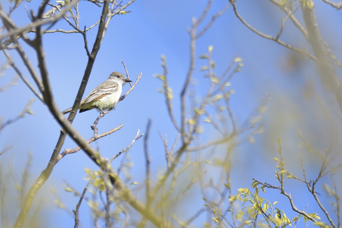 Ash-throated Flycatcher - ML659190355