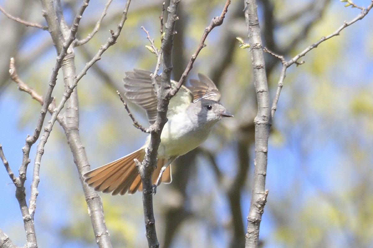 Ash-throated Flycatcher - ML659190365