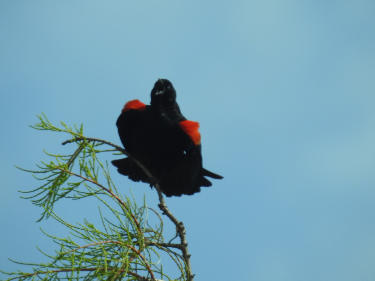 Red-winged Blackbird - ML659190612