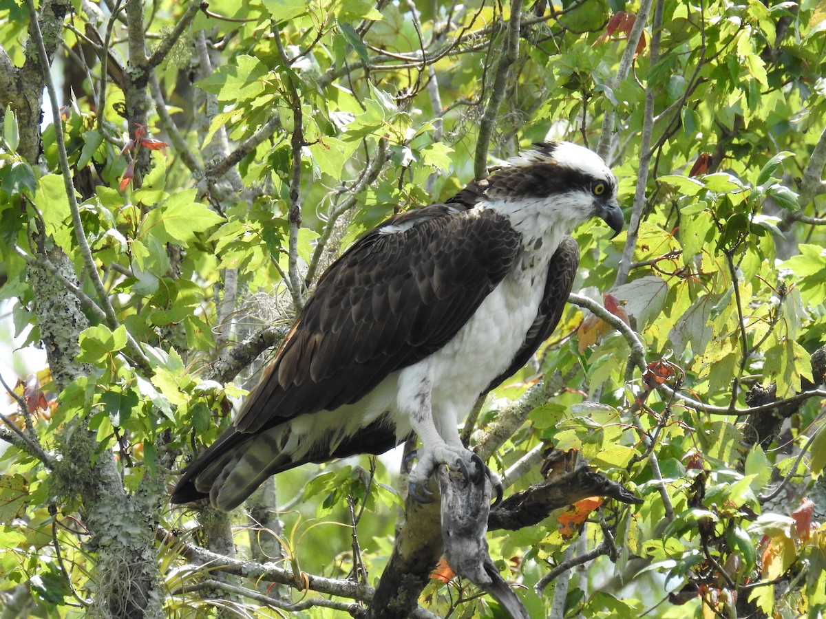 Osprey - ML659190705