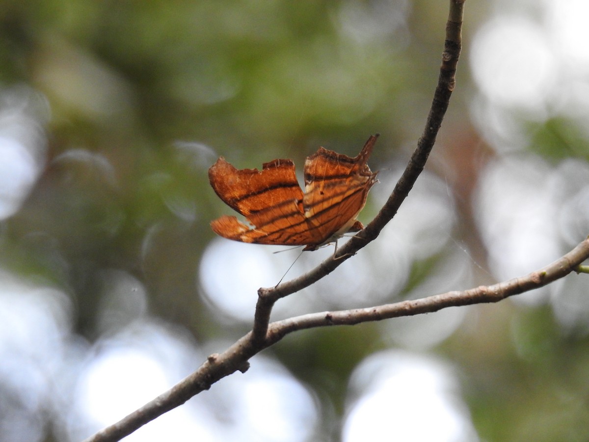Insects - ML659190764