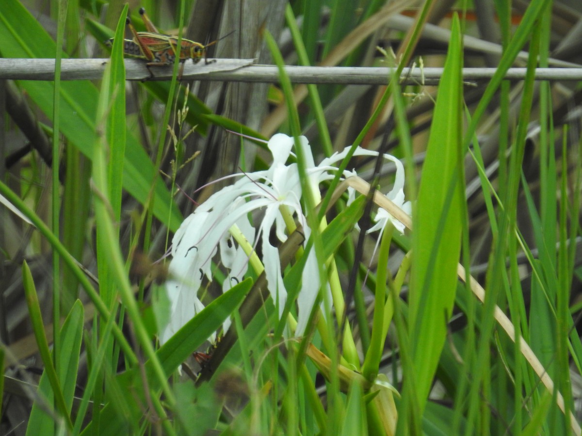 Insects - ML659190841