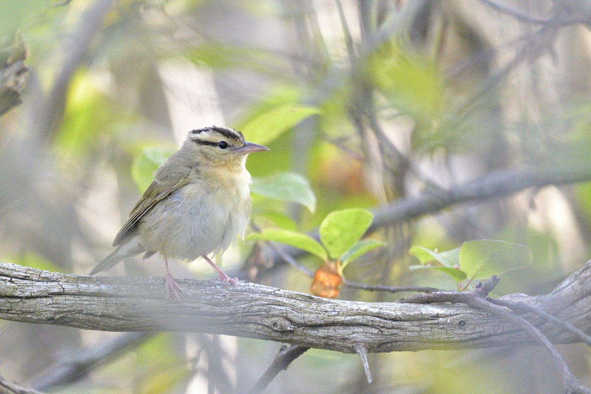 Worm-eating Warbler - ML659190919