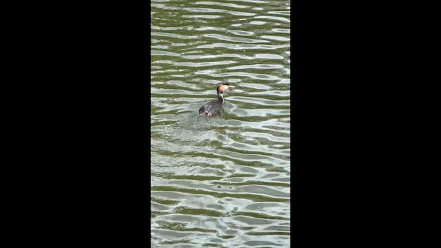 Great Crested Grebe - ML659191037
