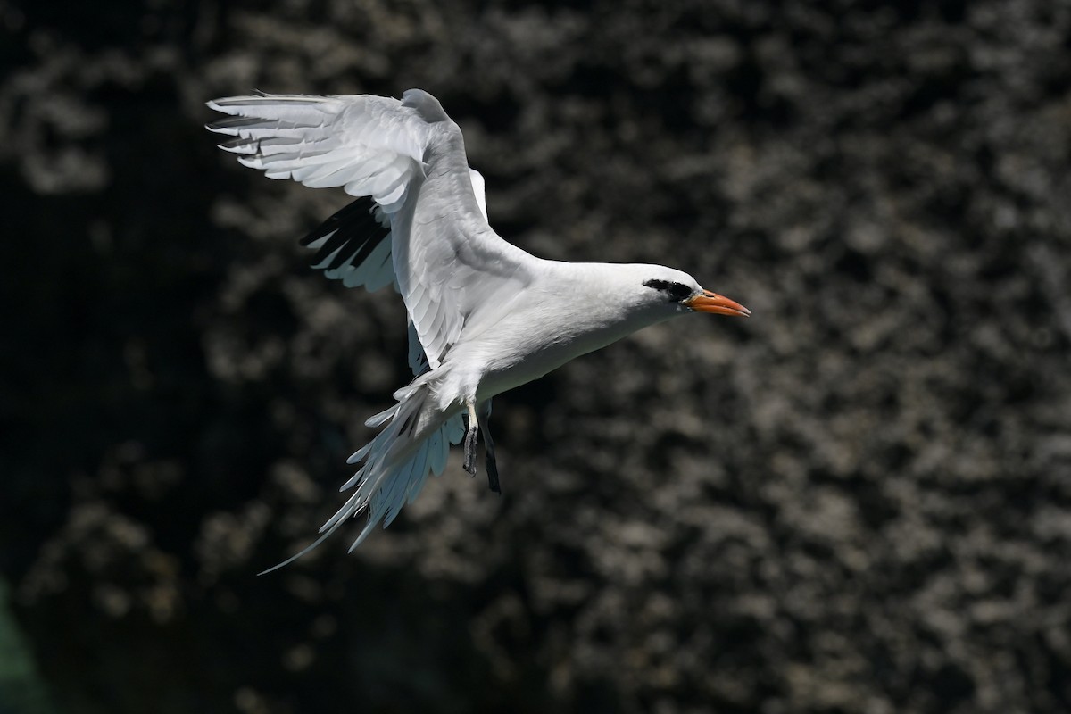 White-tailed Tropicbird - ML659191335