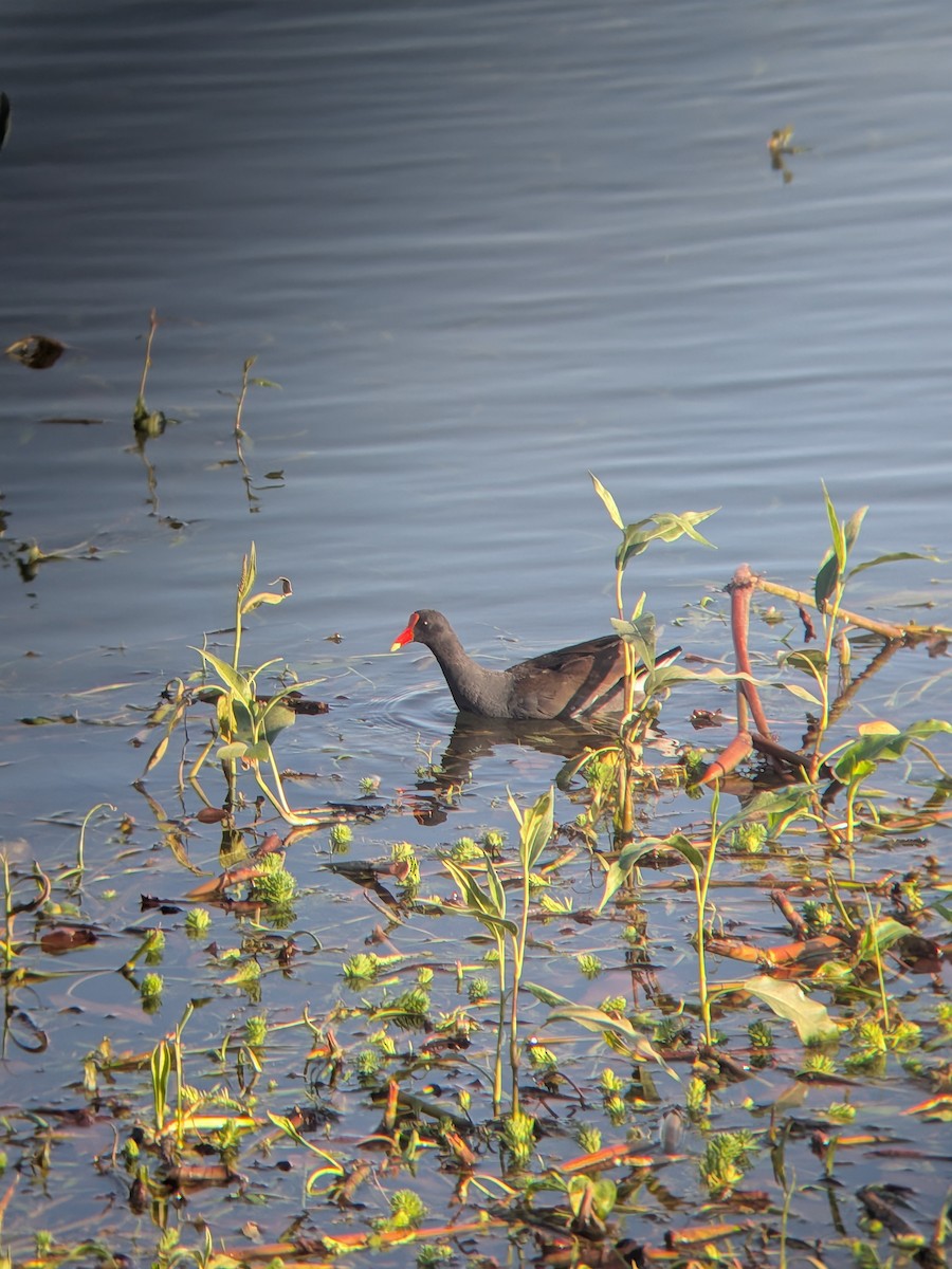 Common Gallinule - ML659191354
