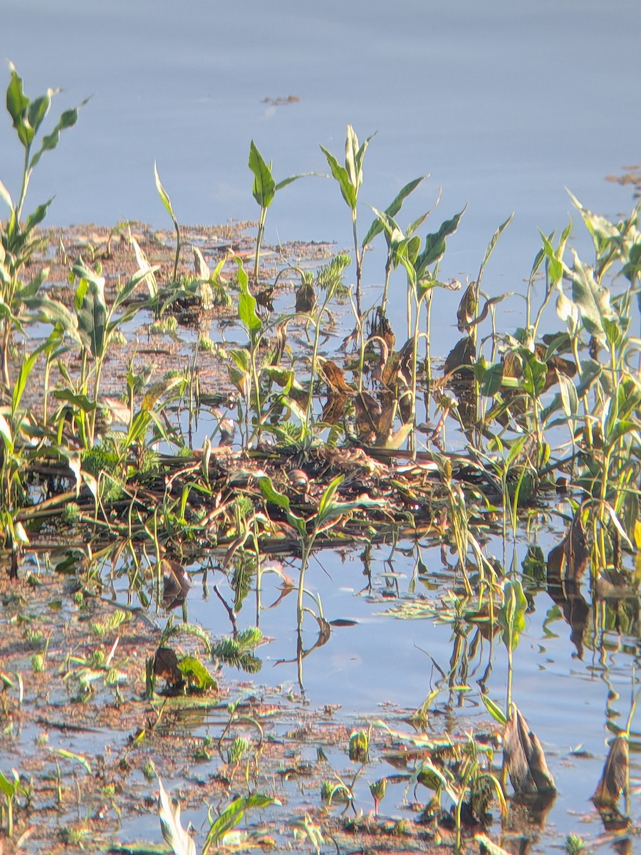 Pied-billed Grebe - ML659191358