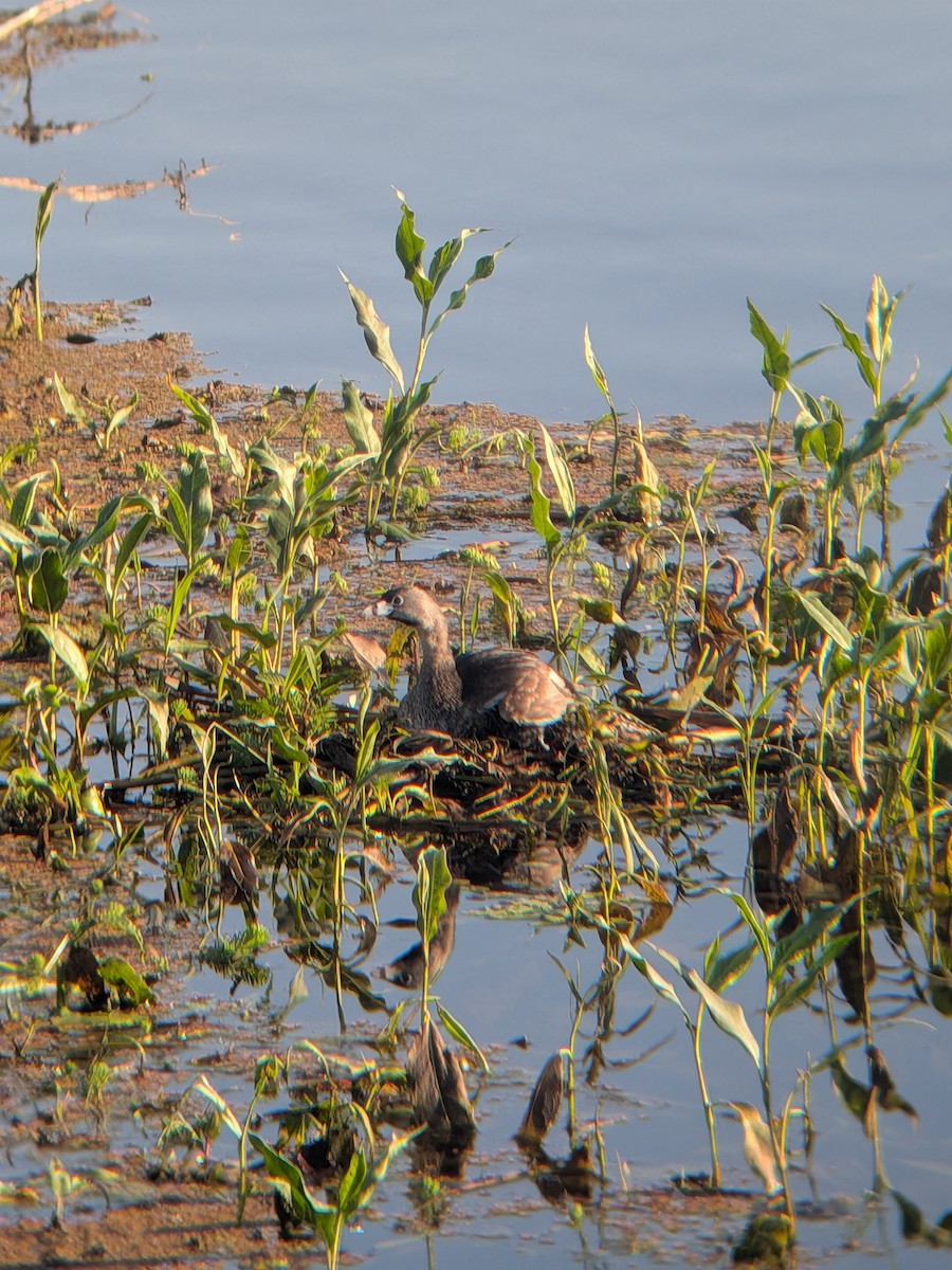 Pied-billed Grebe - ML659191359