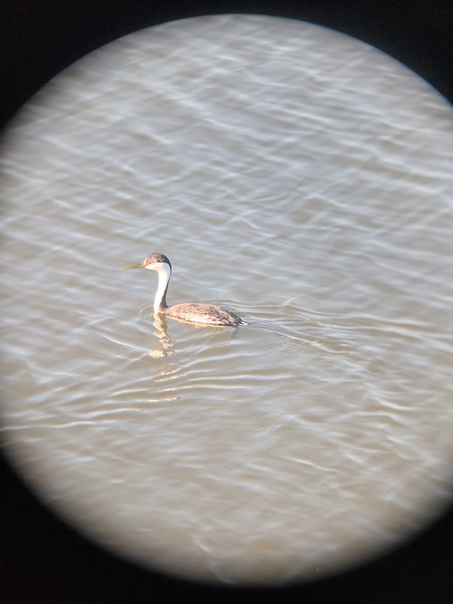 Western Grebe - ML659191374