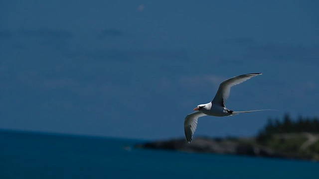 White-tailed Tropicbird - ML659191382