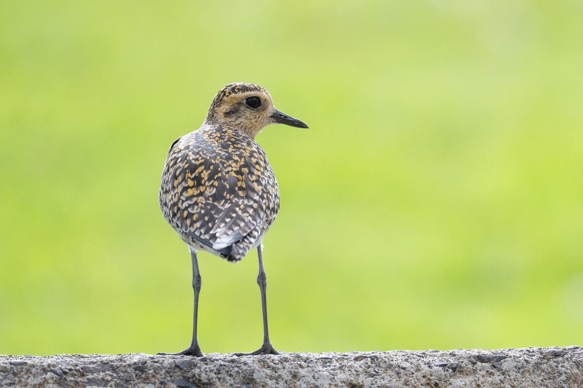 Pacific Golden-Plover - ML659191432