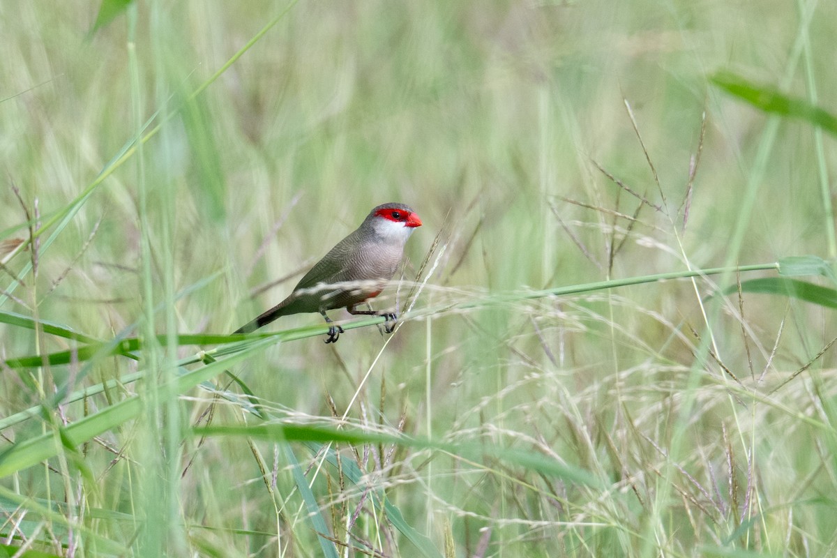 Common Waxbill - ML659191440