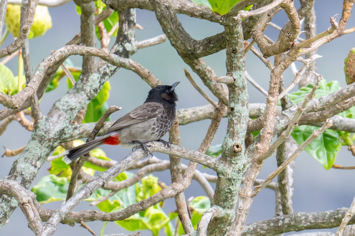 Red-vented Bulbul - ML659191444