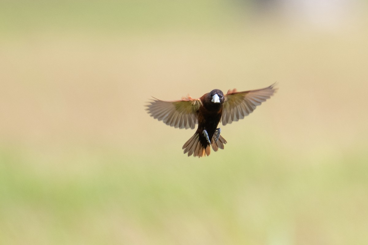 Chestnut Munia - ML659191447