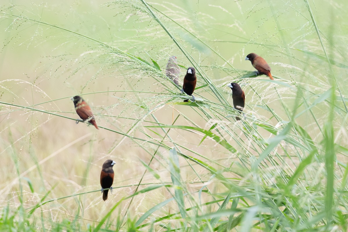Chestnut Munia - ML659191451